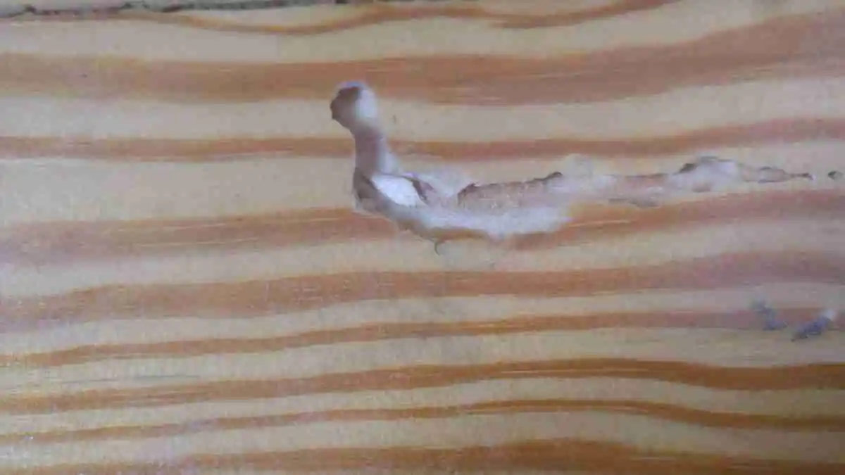 Tabla de pino melis nuevo con ataque de carcoma visible