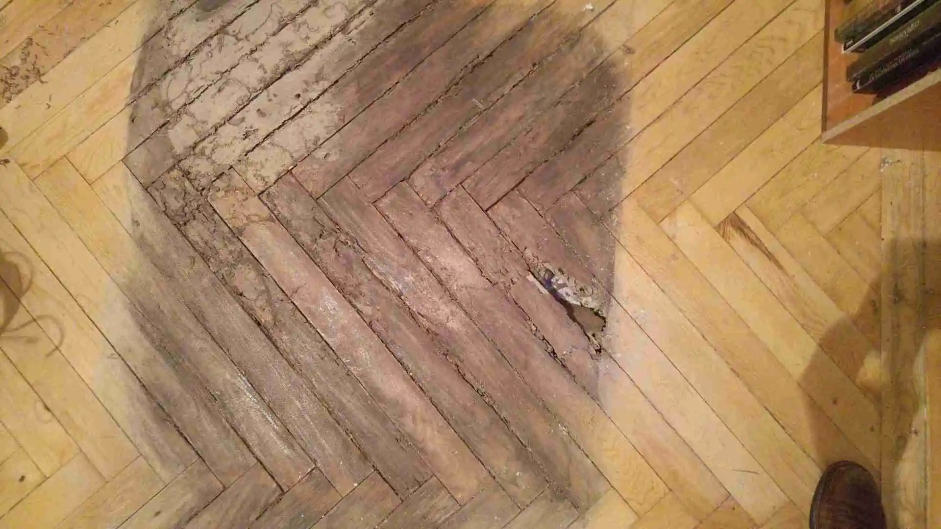 Detalle de ataque de carcoma en madera de parquet