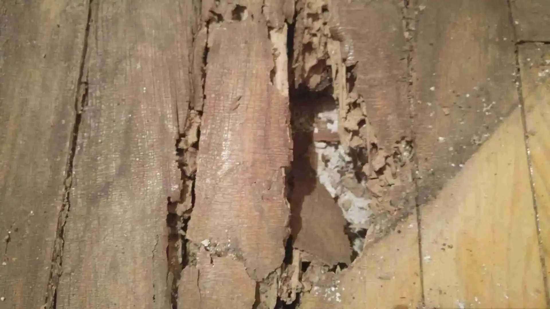 Parquet afectado por carcoma con galerias y agujeros