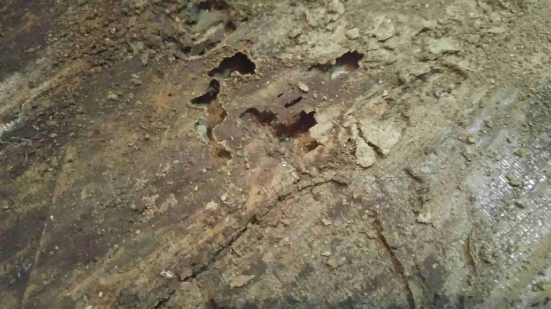 Parquet con agujeros de carcoma y ataque xilofago visible