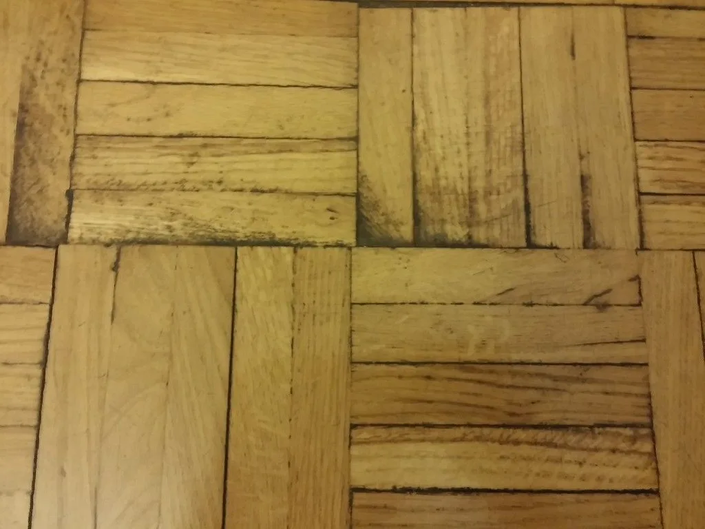 Parquet de roble en damas con mancha de orina de perro