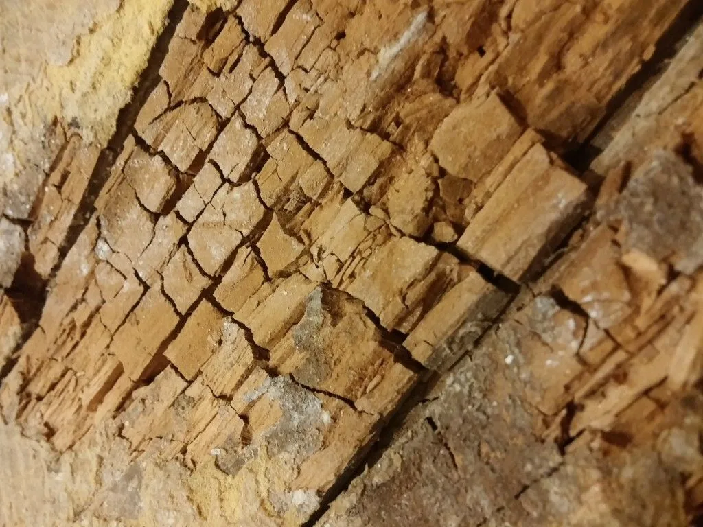 Tarima de pino melis viejo con humedad prolongada