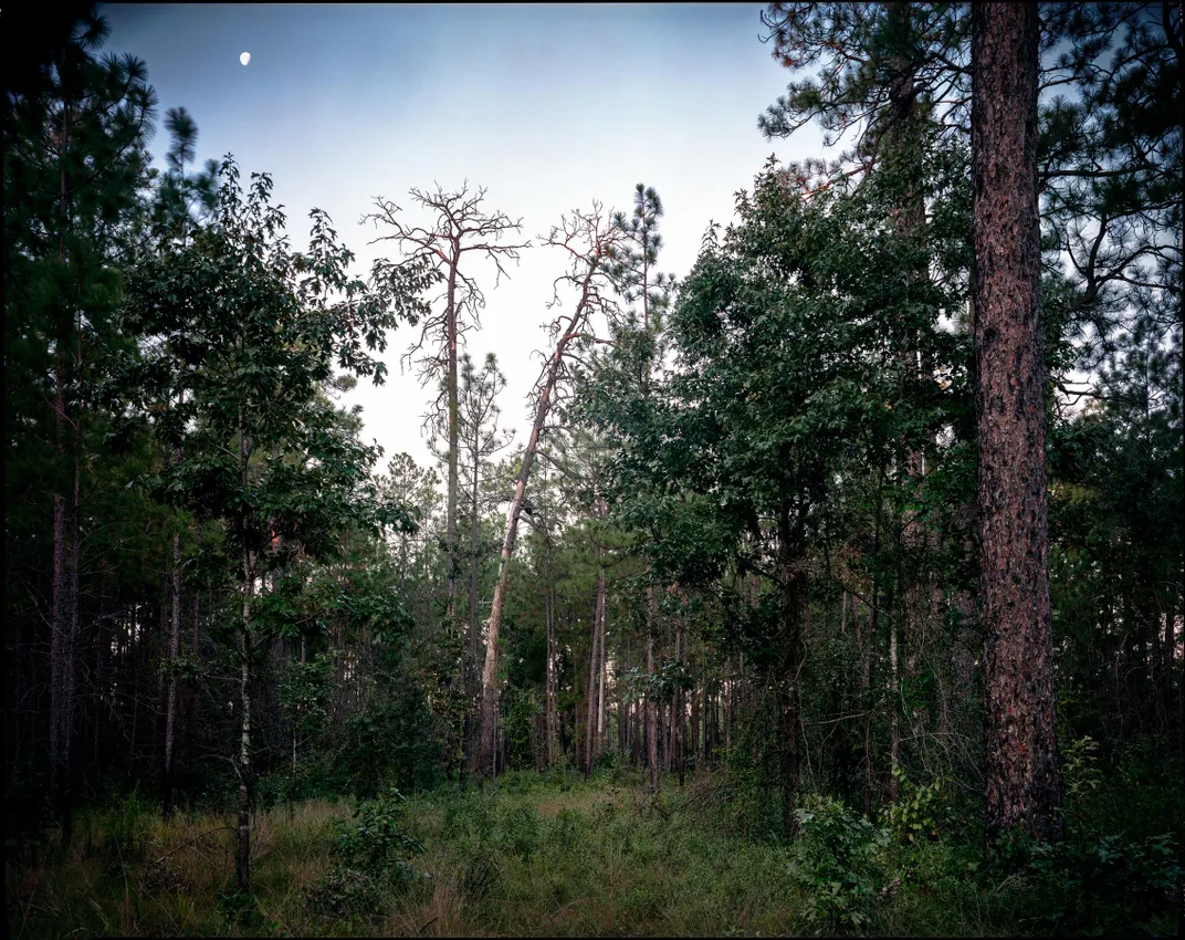 Bosque natural de pino de hoja larga, origen del melis viejo