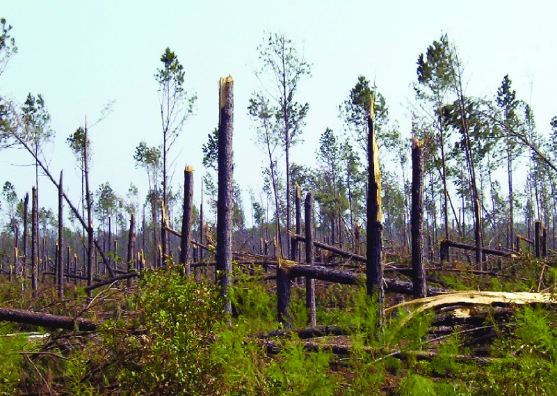 Daños en bosque de pino amarillo de hoja larga tras el huracán Katrina