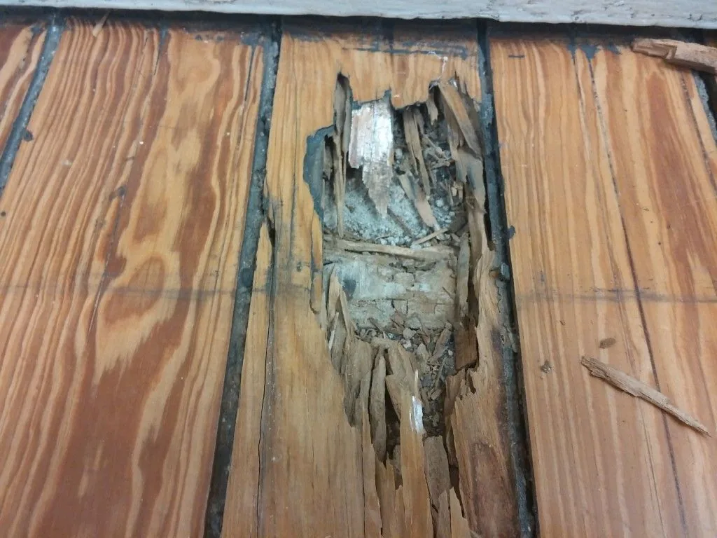 Madera de pino con un hueco abierto por la carcoma entre dos juntas oscuras